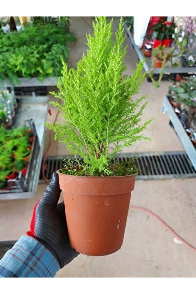 Mevsim Fidancılık Tüplü ( Salon Çamı ) Limoni Servi Çam Fidanı (14 Lük Saksıda- Boyu 30-40 Cm ) Limon Kokulu Çam Fida