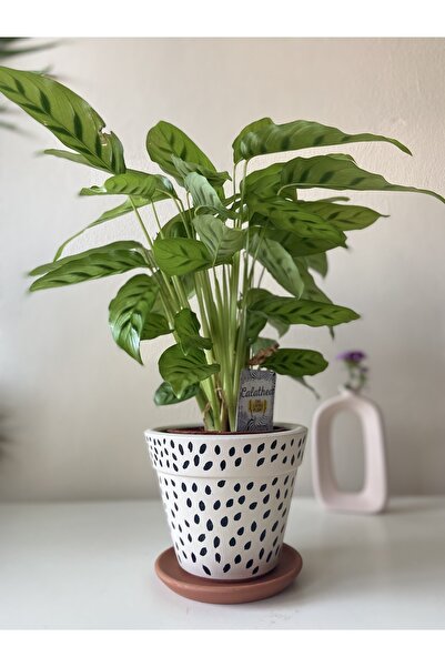 Nova Elite Dekoratif Konik Çömlek Toprak El Emeği Saksı Çiçeklik