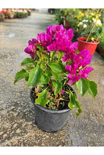 ADA ÇİÇEK EVİ Bodur Begonvil