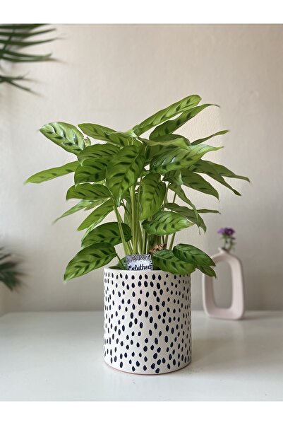 Nova Elite Silindir Toprak Çömlek El Yapımı Saksı Çiçeklik