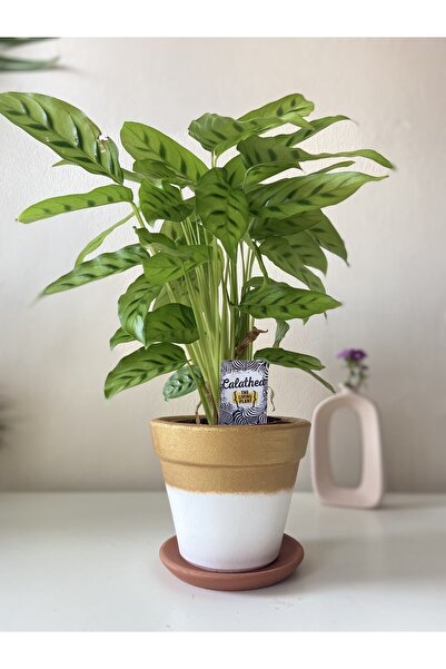 Nova Elite Dekoratif Konik Çömlek Toprak El Emeği Saksı Çiçeklik