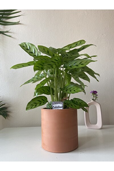 Nova Elite Silindir Toprak Çömlek El Yapımı Saksı Çiçeklik