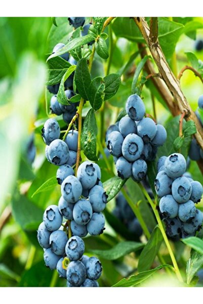 agrolidya Bluecrop Yaban Mersini Blueberry Fidanı