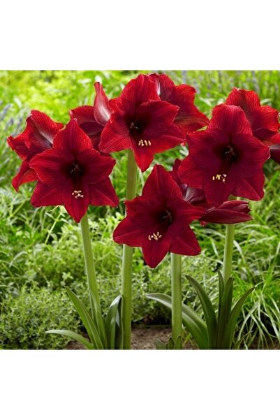 1001fidan Hippeastrum Amaryllis Soğanı (GÜZEL HATUN ÇİÇEĞİ SOĞANI) Arabian Night Saksılı/0-40 Cm