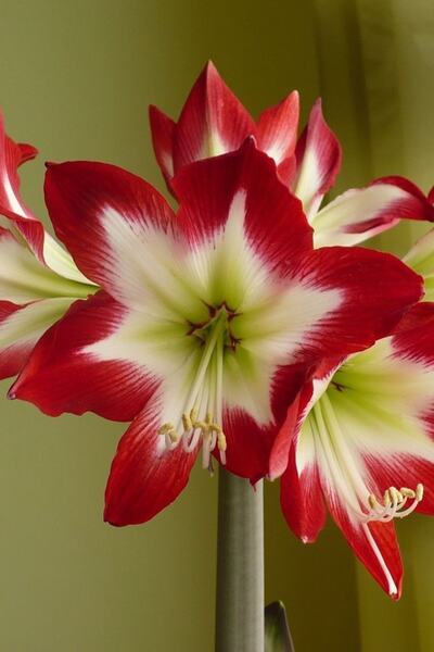 1001fidan Hippeastrum Amaryllis Soğanı (güzel Hatun Çiçeği Soğanı) Tres Chic ...