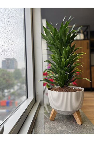 Elif Nostalji Ayaklı Saksı: 29 Cm (8 LİTRE)