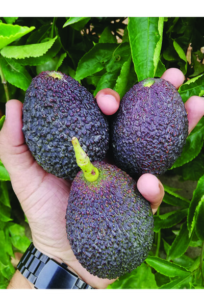 dalından tazecik 1 Kg Hass Avokado