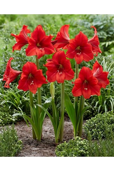 1001fidan Hippeastrum Amaryllis Soğanı (güzel Hatun Çiçeği Soğanı) Red Tiger Saksılı/0-40 Cm