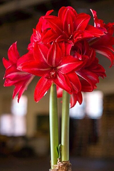 1001fidan Hippeastrum Amaryllis Soğanı (güzel Hatun Çiçeği Soğanı) Double Del...