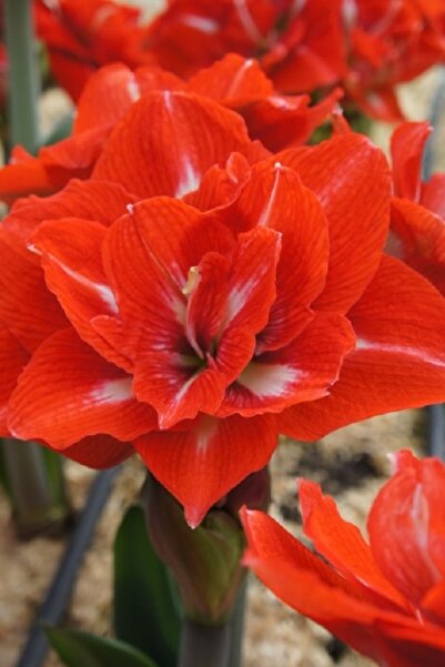 1001fidan Hippeastrum Amaryllis Soğanı (güzel Hatun Çiçeği Soğanı) Happy Nymph Soğan/yumru/rizom