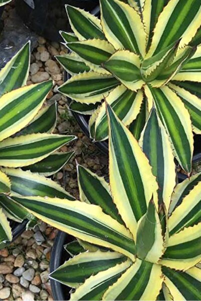1001fidan Agave Lophantha Quadricolor Dört Renkli Bodur Agav 10-30 Cm