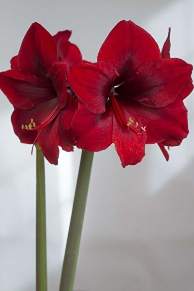 1001fidan Hippeastrum Amaryllis Soğanı (güzel Hatun Çiçeği Soğanı) Grand Diva Soğan/yumru/rizom