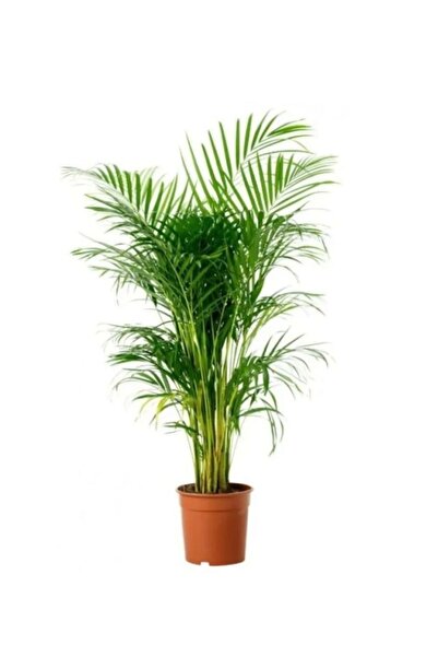 Genel Markalar Areka Palmiyesi 100 120 Cm