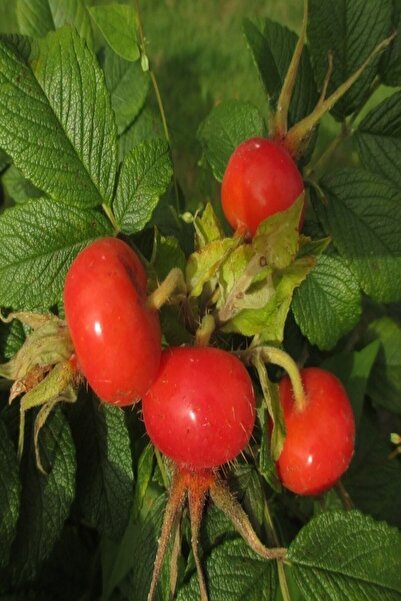 Daglioglu Fidancilik Tüplü Hollanda Tipi Rosa Rugoso Kuşburnu Fidanı