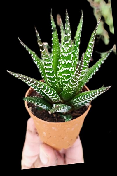 ÇİÇEKFLİX Whortia Alboo Kar Yağışı Zebra Kaktüs Sukulent 5.5cm Mini