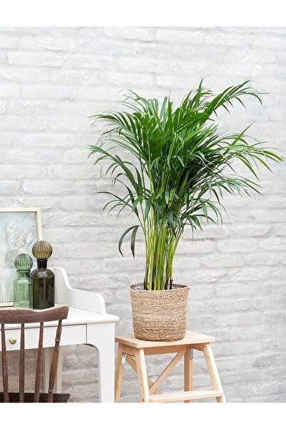 Hilal Garden Areka Palmiyesi Ithal 60-80 Cm