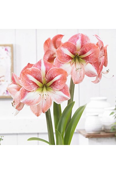 1001fidan Hippeastrum Amaryllis Soğanı (GÜZEL HATUN ÇİÇEĞİ SOĞANI) Strong Kin...