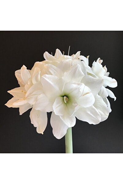1001fidan Hippeastrum Amaryllis Soğanı (GÜZEL HATUN ÇİÇEĞİ SOĞANI) Alfresco Saksılı/0-40 Cm