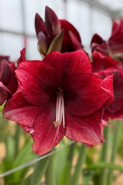 1001fidan Hippeastrum Amaryllis Soğanı (güzel Hatun Çiçeği Soğanı) Daphne Soğ...