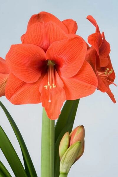 1001fidan Hippeastrum Amaryllis Soğanı (güzel Hatun Çiçeği Soğanı) Naranja Soğan/yumru/rizom