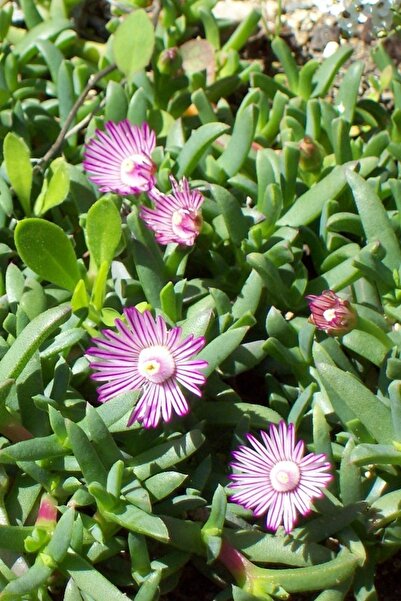 1001fidan Ruschia Lineolata Yıldız Halısı 0-20 Cm