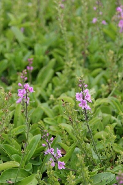 1001fidan Veronica Cantiana Kentish Pink Pembe Yavşan Otu Fidesi 0-20 Cm