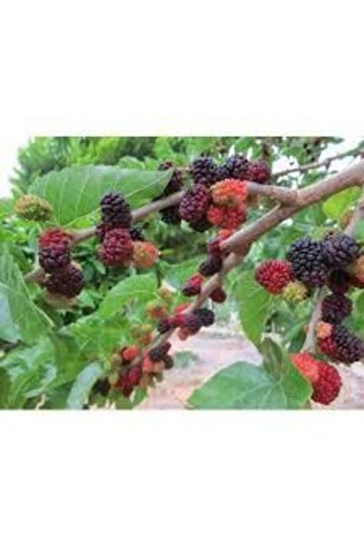 Genel Markalar Tüplü Fidan Yediveren Ekşi Kara Dut Fidanı