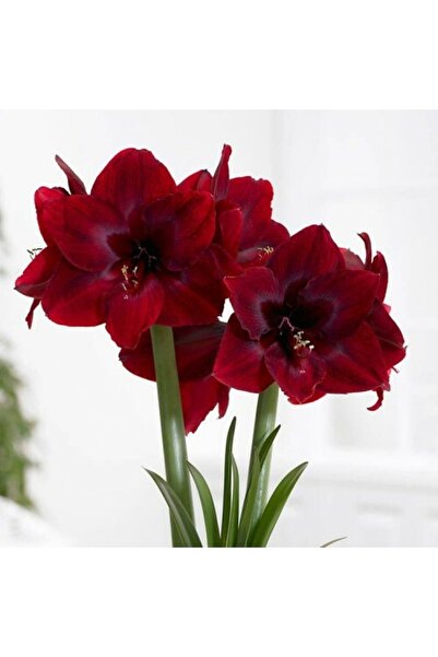 1001fidan Hippeastrum Amaryllis Soğanı (GÜZEL HATUN ÇİÇEĞİ SOĞANI) Carmen Saksılı/0-40 Cm