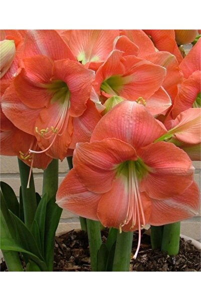 1001fidan Hippeastrum Amaryllis Soğanı (GÜZEL HATUN ÇİÇEĞİ SOĞANI) Rosalie Sa...