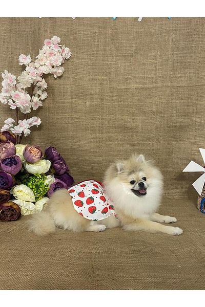MARİA PET FASHİON Dog & Cat Clothes