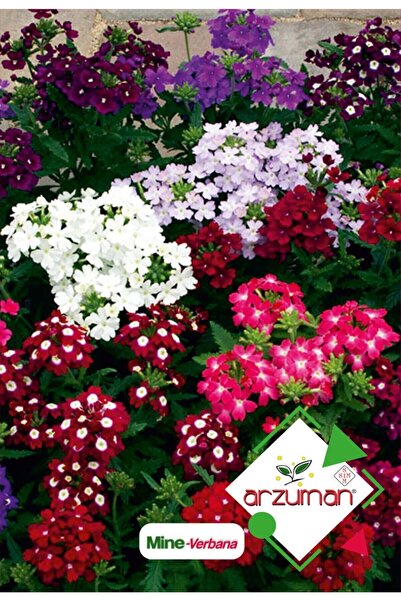 Arzuman Mine (verbena) Çiçek Tohumu 50 Adet
