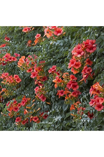 Genel Markalar Tüplü Turuncu Acem Borusu Sarmaşığı Fidanı