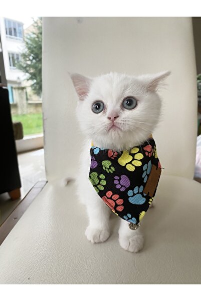 Patipatron Yavru Kedi Fuları ve Ayarlanabilir Fular Tasma