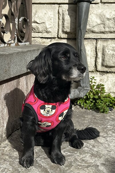 Peti Tailor Küçük Ve Orta Irk Yazlık Mickey Tişört Supreme