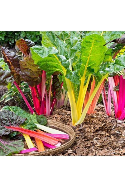 FarmLife Tohum 50 Adet Renkli Pazı Tohumu