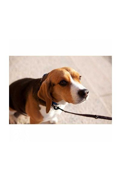Ezydog Vario 4 Lite Black Versatile Dog Walking Strap