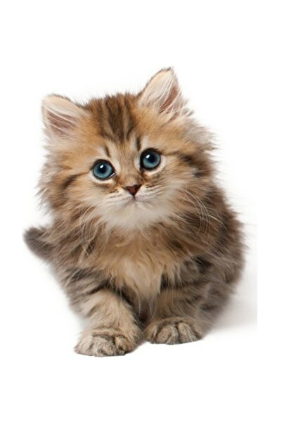 Sticker Sepetim Renkli Kedi Duvar Sticker