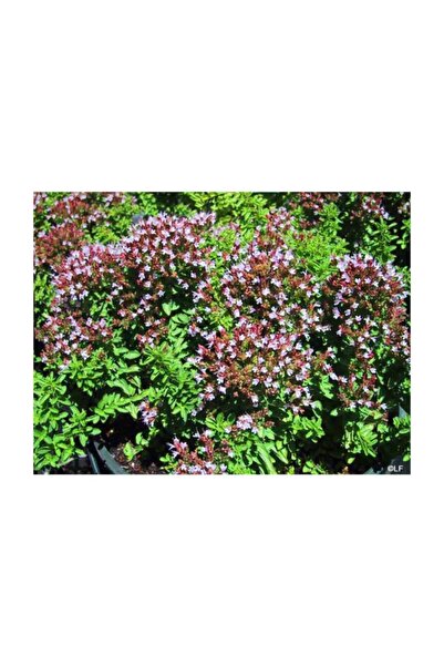 1001fidan Origanum Büyük Yapraklı Mercanköşk Fidesi 0-20 cm