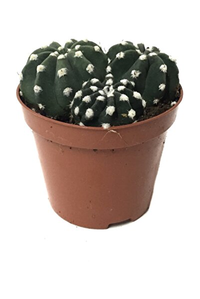 Betonish Echinopsis Subdenudata (Kaktüs)