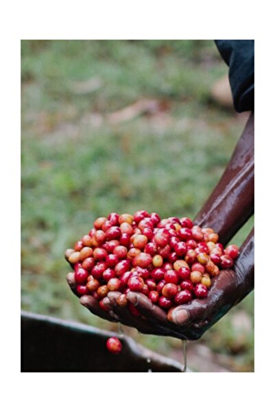 Single Origin Guatemala Antigua Pastoral Taze 1kg