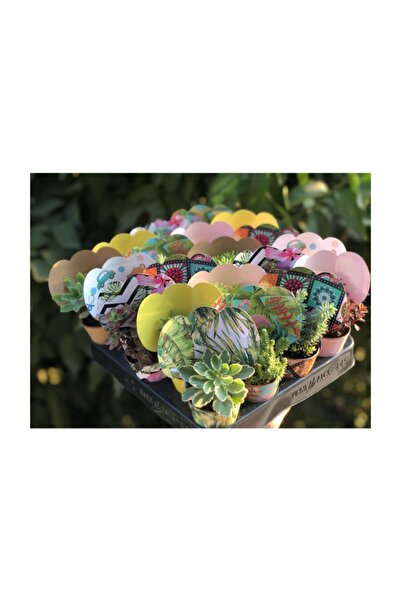 FİDAN PAZARI 20'li Sukulent Mix Karışık Desenli Süsleme