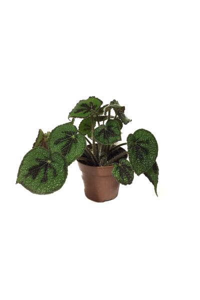 Betonish Begonia Masoniana - Ev Ve Ofis Bitkisi