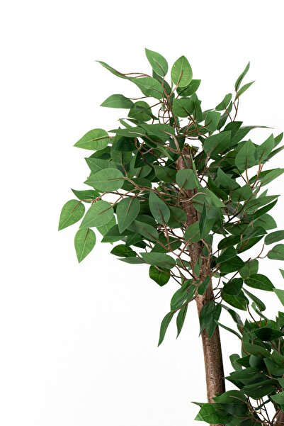 YAPAY ÇİÇEKÇİNİZ ΤΕΧΝΗΤΟ ΔΕΝΤΡΟ ΜΠΕΝΖΑΜΙΝΟΥ ΜΕ ΕΝΤΟΝΟΦΥΛΛΟ 2 ΣΤΑΝΤΣΕΣ 110 εκ.