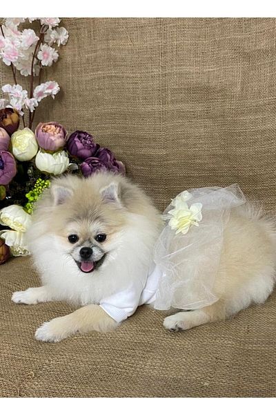 MARİA PET FASHİON Dog & Cat Clothes