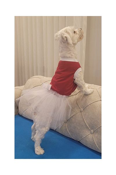 Gobo Red Cat Dog Outfit Dress with White Bow and Tulle