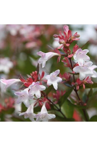 bahçevilya Abelya-büyük Çiçekli Kelebek Çalısı (abelia Grandiflora)
