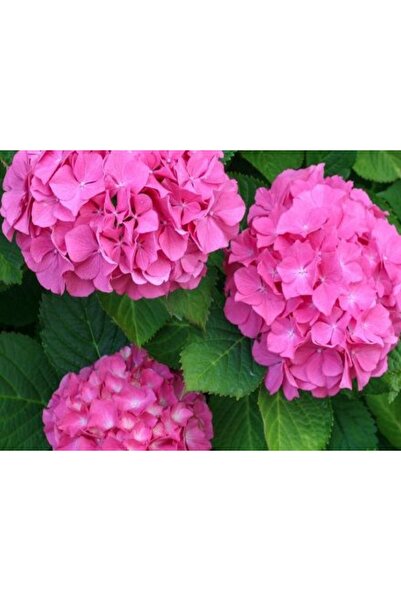 bahçevilya Ortanca Çiçeği Fidanı Tüplü Pembe Renkli Cinsi [hydrangea Macrobhy...