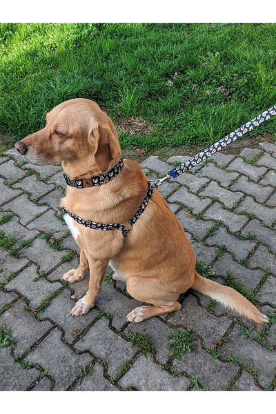 UTDpet Boo Dog Collar Set