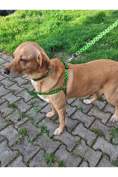UTDpet Leaves Dog Collar Set