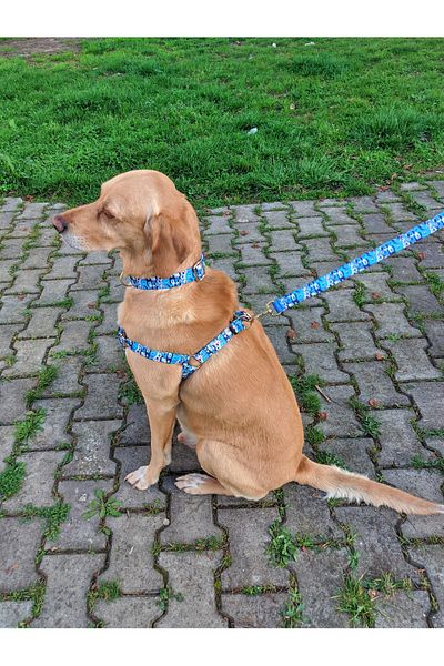 UTDpet مجموعة مقود الكلب Bluedoggy